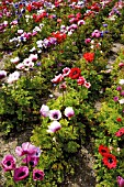 ANEMONE CORONARIA DE CAEN, ANEMONE