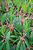 RHODODENDRON, RHODODENDRON