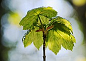 ACER PSEUDOPLATANUS, SYCAMORE