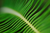 CYCAS REVOLUTA, PALM, SAGO PALM