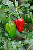 CAPSICUM ANNUUM, PEPPER, SWEET PEPPER