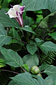 BRUGMANSIA INOXIA, ANGELS TRUMPETS