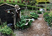 SCARECROW IN VEGETABLE GARDEN