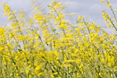 BRASSICA NAPUS OLEIFERA, OILSEED RAPE