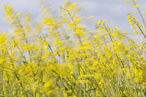 BRASSICA_NAPUS_OLEIFERA_OILSEED_RAPE