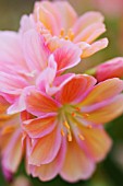 LEWISIA COTYLEDON HYBRIDS, LEWISIA