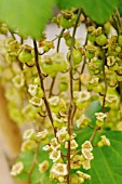 RIBES RUBRUM / SATIVUM RED LAKE, CURRANT, REDCURRANT