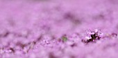 THYMUS BRESSINGHAM PINK, THYME