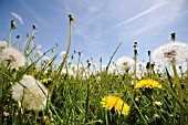 TARAXACUM OFFICINALE, DANDELION CLOCK