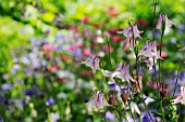 AQUILEGIA VULGARIS, AQUILEGIA, COLUMBINE