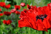 PAPAVER ORIENTALE, POPPY, ORIENTAL POPPY