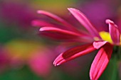 TANACETUM COCCINEUM ROBINSONS RED, PAINTED DAISY