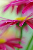 TANACETUM COCCINEUM ROBINSONS RED, PAINTED DAISY