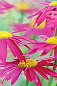 TANACETUM COCCINEUM ROBINSONS RED, PAINTED DAISY