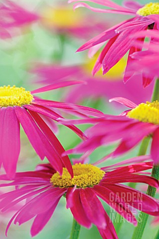 TANACETUM_COCCINEUM_ROBINSONS_RED_PAINTED_DAISY