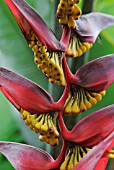 HELICONIA TRICHOCARPA, HELICONIA