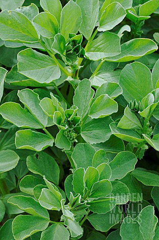 VICIA_FABA_BROAD_BEAN