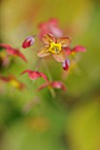 EPIMEDIUM, EPIMEDIUM