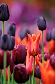 TULIPA, (MIXED TULIPS IN MAUVE, PURPLE, RED)