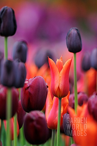 TULIPA_MIXED_TULIPS_IN_MAUVE_PURPLE_RED