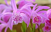 PLEIONE BULBOCODIOIDE VICKY, ORCHID