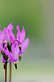 DODECATHEON PULCHELLUM, SHOOTING STAR