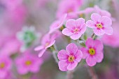 ANDROSACE VILLOSA VAR. JACQUEMONTII, ROCK JASMINE