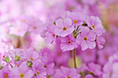 ANDROSACE STUDIOSORUM CHUMBYI, ROCK JASMINE