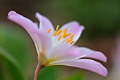 LEWISIA TWEEDYI ROSEA, LEWISIA