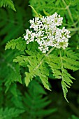 MYRRHIS ODORATA, SWEET CICELY