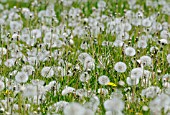 TARAXACUM OFFICINALE, DANDELION CLOCK