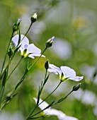 LINUM PERENNE, FLAX, PERENNIAL FLAX