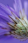 CATANANCHE CAERULEA, CUPIDS DART