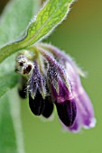 SYMPHYTUM OFFICINALE, COMFREY