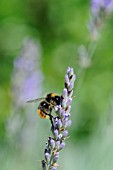 LAVANDULA AUGUSTIFOLIA, LAVENDER