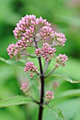 EUPATORIUM PURPUREUM, JOE PYE WEED