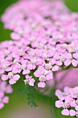 ACHILLEA CERISE QUEEN, YARROW