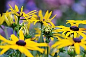 RUDBECKIA SULLIVANTII GOLDSTERM, CONEFLOWER, BLACKEYED SUSAN