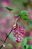 RIBES SANGUINEUM