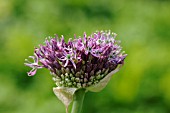 ALLIUM GIGANTEUM