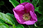 ROSA RUGOSA