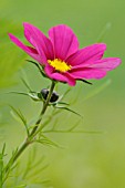 COSMOS BIPINNATUS SONATA CARMINE