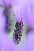 LAVANDULA STOECHAS