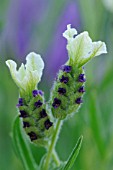 LAVANDULA STOECHAS PRETTY POLLY