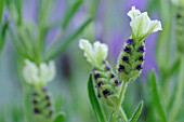 LAVANDULA STOECHAS PRETTY POLLY