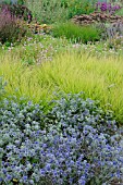 ERYNGIUM TRIPARTITUM