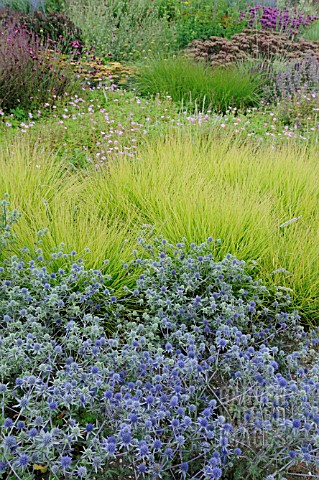 ERYNGIUM_TRIPARTITUM