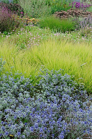 ERYNGIUM_TRIPARTITUM