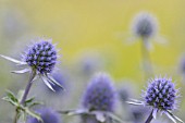 ERYNGIUM TRIPARTITUM