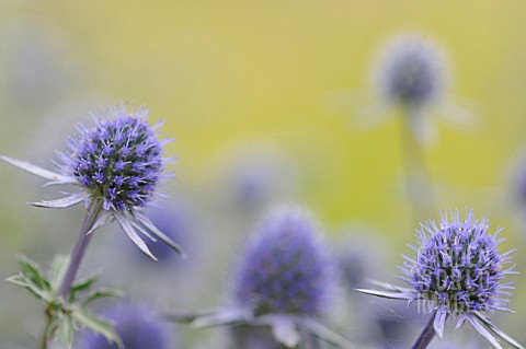 ERYNGIUM_TRIPARTITUM